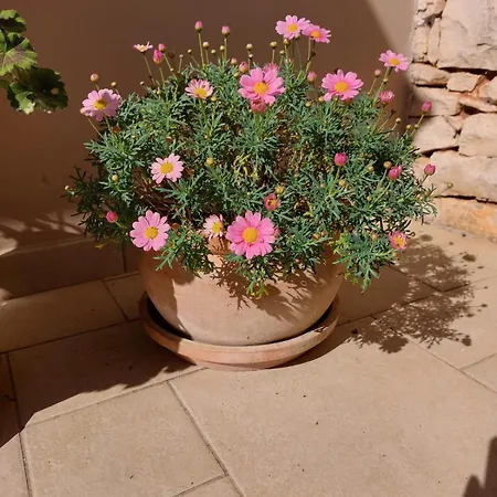 Deborah Крница